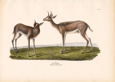 Sydlig rørbuk af Conrad Kull