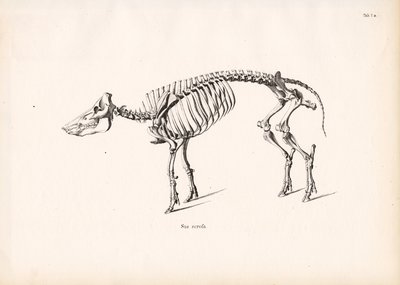 Skelet af vildsvin af Conrad Kull