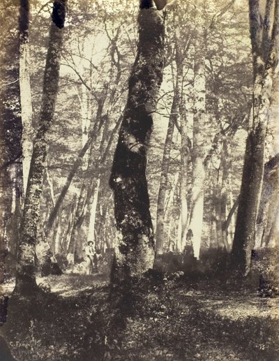 Studie i Barbizon-skoven, 186069. af Constant Alexandre Famin
