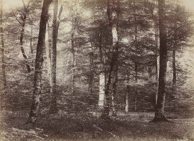 Uden titel (Skoven Fontainebleau) af Constant Alexandre Famin