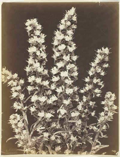 Uden titel [blomstrende plante], ca. 1870. af Constant Alexandre Famin