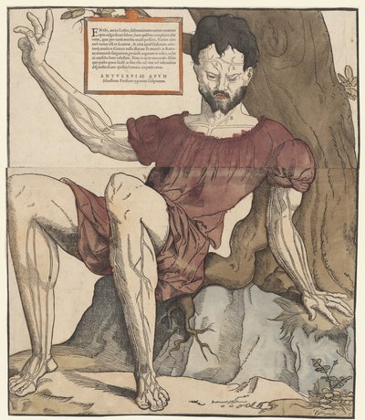Menneskekroppens årer af Cornelis Anthonisz.