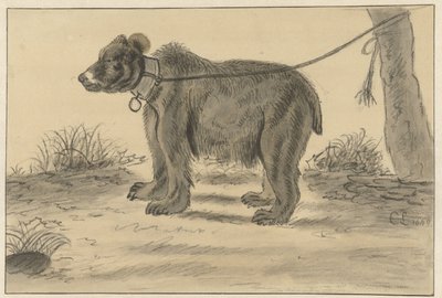 Bjørn bundet til et træ af Cornelis Saftleven