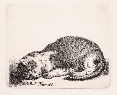 Sovende kat, ca. 1607-81 af Cornelis Saftleven