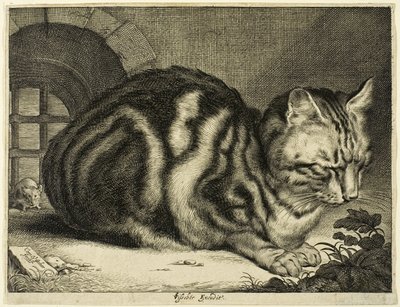 Den store kat af Cornelis Visscher