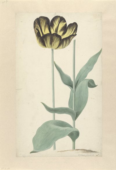 De tulp Bizard Catafalque Bizard Catafalque (titel på objekt) af Cornelis van Noorde