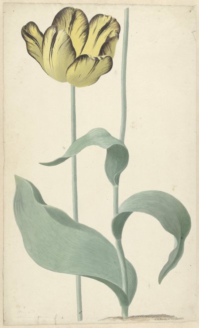 Af tulp Bizard Louis d