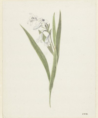 Fresia af Cornelis van Noorde
