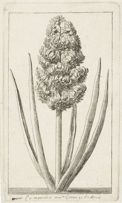 Hyacint af Cornelis van Noorde