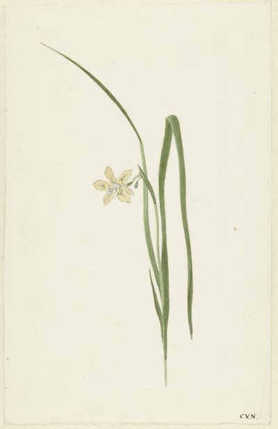 Iris af Cornelis van Noorde