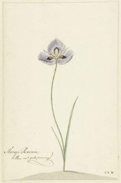 Iris af Cornelis van Noorde