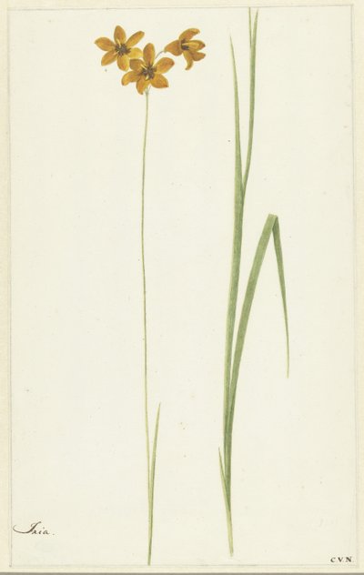 Ixia af Cornelis van Noorde