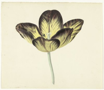Tulipan kaldet Bizard Egyptienne af Cornelis van Noorde