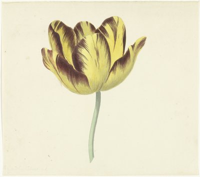 Tulipan kaldet Bizard Le Febure No. 1 af Cornelis van Noorde