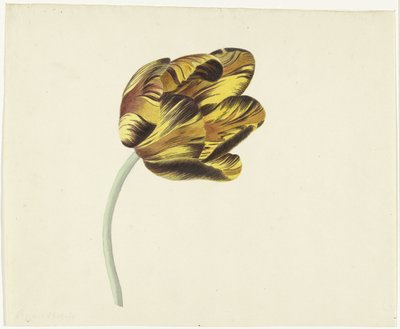 Tulipan kaldet Bizard Phoenix af Cornelis van Noorde