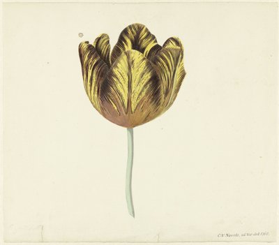 Tulipan kaldet Bizard Sub. -en af Cornelis van Noorde