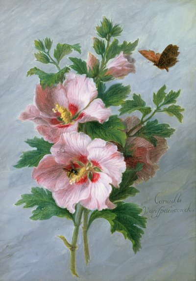 Hibiscus mod en marmorkant af Cornelis van Spaendonck