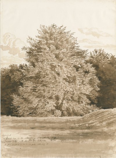 Wrottesley Hall - The Shrubbery: sepia drawing, 1820dani af Cornelius Varley