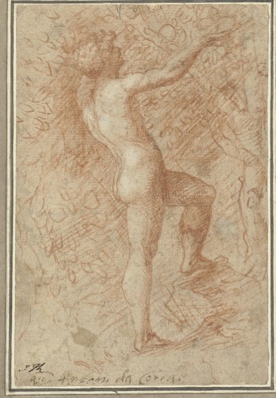Adam plukker æblet fra træet af Correggio