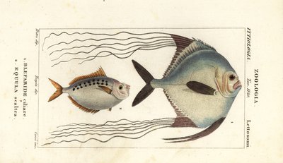 Afrikansk pompano, Alectis ciliaris, Blepharis ciliaris, Blefaride ciliare 1 og hestefisk, Poulain ruse, Leiognathus equulus 2 af Corsi Corsi