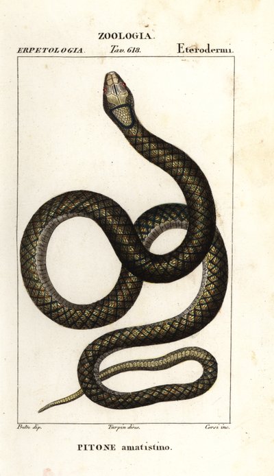 Amethystin python, Simalia amethistina af Corsi Corsi