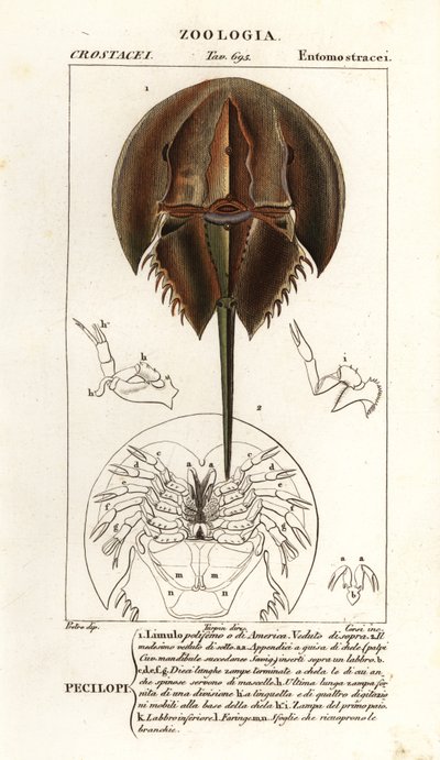 Atlantisk hesteskokrabbe, Limulus polyphemus af Corsi Corsi