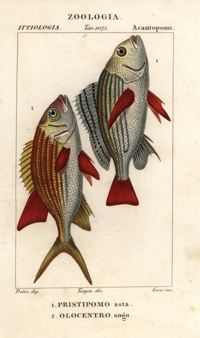Båndet grynt, Pomadasys furcatus 1, og egernfisk, Holocentrus ascension 2 af Corsi Corsi