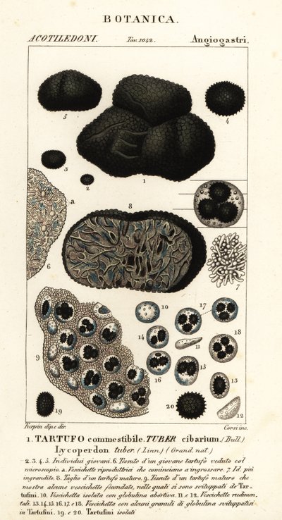 Sort trøffel, Tuber melanosporum (madknold, spiselig trøffel, lycoperdonknold) af Corsi Corsi