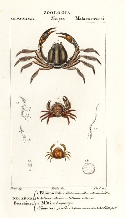 Børstekrabbe, Pilumnus hirtellus 1, lyseblå soldaterkrabbe, Mictyris longicarpus 2, ærtekrabbe, Pinnotheres pisum 3 af Corsi Corsi