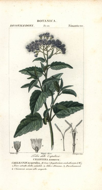 Sommerfugletåge, Ageratum corymbosum af Corsi Corsi