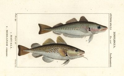Torskefisk, Gadus morhua, Baccala 1 og hvilling, Merlangius merlangus, Merlango comune 2 af Corsi Corsi