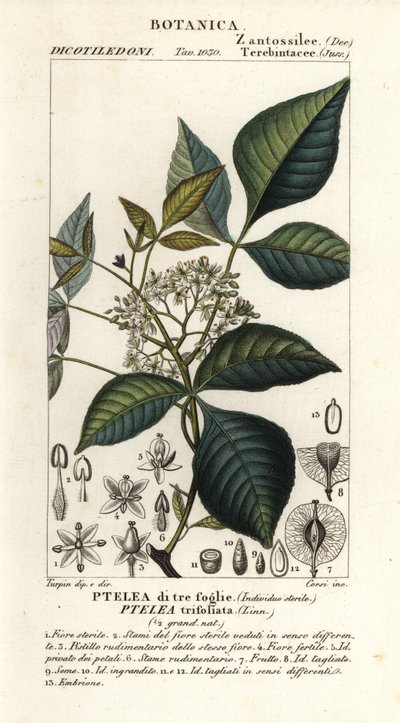 Almindelig humletræ, Ptelea trifoliata, Trebladet Ptelea af Corsi Corsi