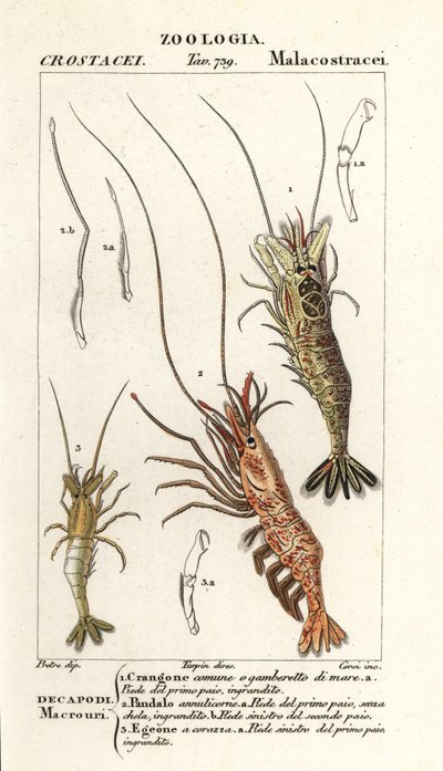 Almindelige rejer, Crangon crangon 1, pink rejer, Pandalus montagui 2 og Aegaeon cataphractus 3 af Corsi Corsi