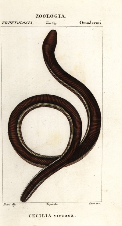 Almindelig gulbåndet caecilian, Ichthyophis glutinosus af Corsi Corsi