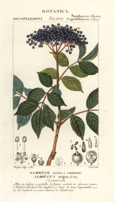 Europæisk sort hyldebær, Sambucus nigra, sort eller almindelig hyldebær af Corsi Corsi