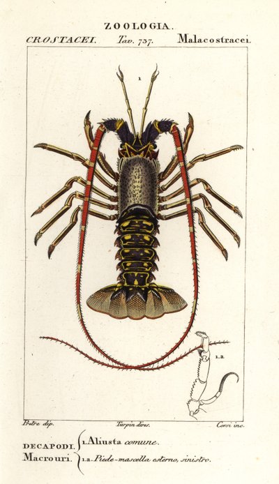 Europæisk jomfruhummer, Palinurus elephas af Corsi Corsi