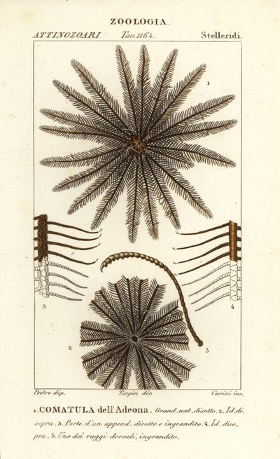 Feather star crinoid, Oligometrides adeonae, Comatula adeonae, Comatula dellAdeona af Corsi Corsi