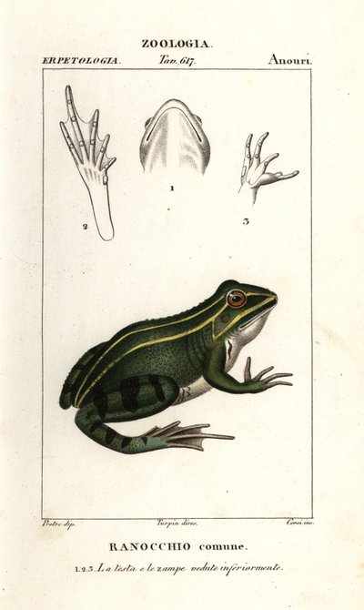 Grøn frø, Pelophylax kl esculentus af Corsi Corsi