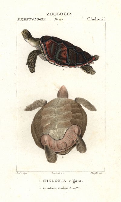 Grøn havskildpadde, Chelonia mydas truet af Corsi Corsi