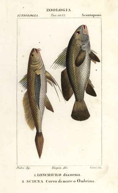 Longtail croaker, Lonchurus lanceolatus 1 og mager, croaker, stenbasse, shadefish, Argyrosomus regius 2 af Corsi Corsi
