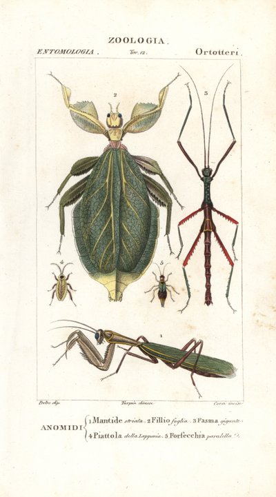 Mantis, bladinsekt, pindeinsekt mv af Corsi Corsi