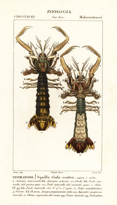 Mantis-rejer, Lysiosquilla scabricauda af Corsi Corsi