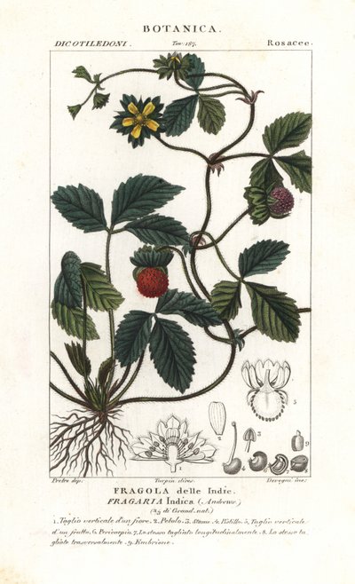 Spot jordbær, Potentilla indica af Corsi Corsi