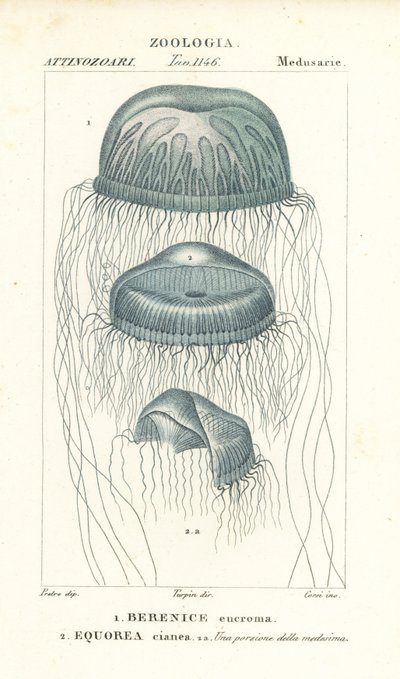 Medusa-vandmander med blotte øjne, Berenix euchroma 1 og krystalgelé, Aequorea cyanea 2 af Corsi Corsi