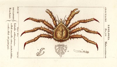 Norges kongekrabbe, Lithodes maja af Corsi Corsi