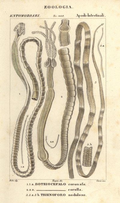 Parasitiske orme og bændelorm, Bothriocephalus coronatus 1, Bothriocephalus corolla 2, og geddebændelorm, Triaenophorus nodulosus 3 af Corsi Corsi