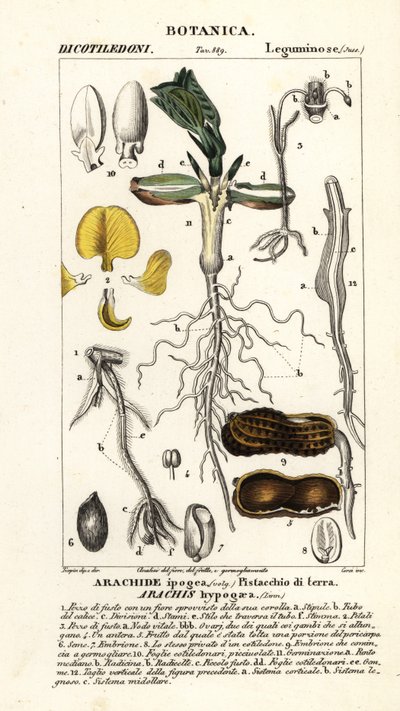 Jordnødde eller jordnødde, Arachis hypogaea af Corsi Corsi