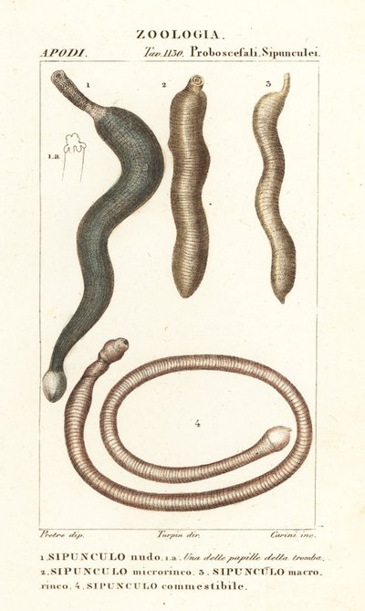 Jordnøddeorme, Sipunculus nudus 1, Siphonosoma cumanense 4 osv. af Corsi Corsi