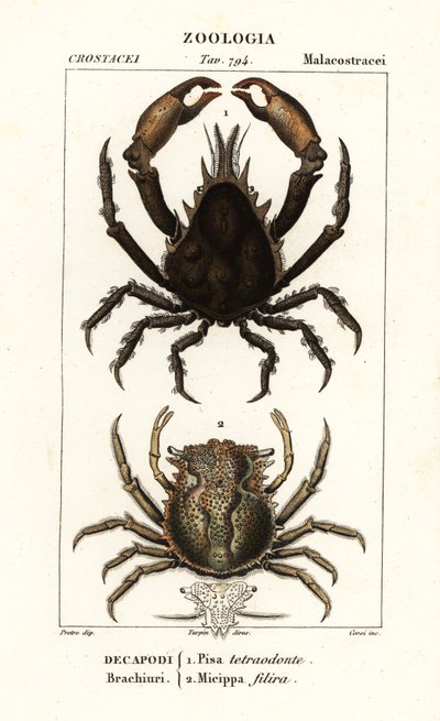 Pisa tetraodon og Micippa philyra af Corsi Corsi