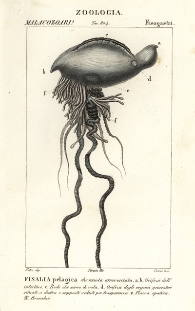 Portugisisk krigsmand, Physalia physalis af Corsi Corsi